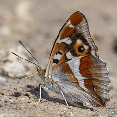 Apatura iris, the purple emperor, is a Palearctic butterfly of the family Nymphalidae. Purple...