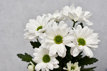 Bouquet of white chamomiles. Flower texture for design