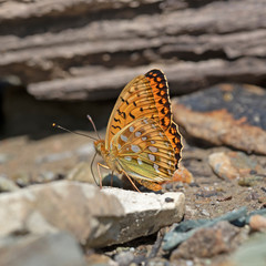 The dark green fritillary (Speyeria aglaja, previously known as Argynnis aglaja) is a species of butterfly in the family Nymphalidae. 