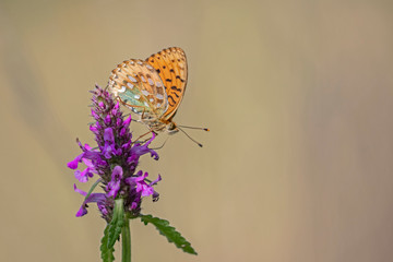The dark green fritillary (Speyeria aglaja, previously known as Argynnis aglaja) is a species of butterfly in the family Nymphalidae. 