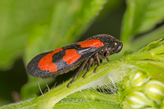 Cercopis sanguinolenta is a species of froghoppers in the family Cercopidae.