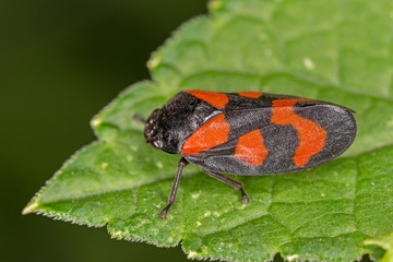 Cercopis sanguinolenta is a species of froghoppers in the family Cercopidae.