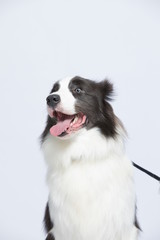 The border collie poses and poses against a white background