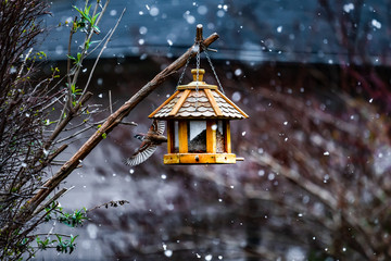 Bird at bird house during winter