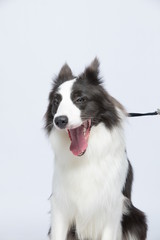 The border collie poses and poses against a white background
