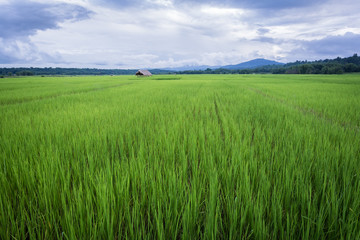 Obraz na płótnie Canvas Green rice filed