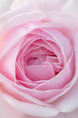 Close up pink rose for card or background
