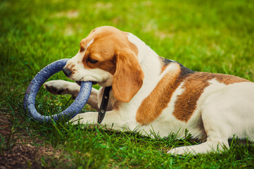 Beagle dog bites a rubber ring toy. dog training, playing with a dog, pet