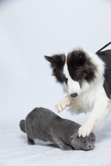 A border collie plays with a gray cat on a white background