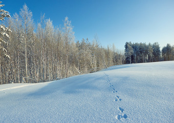 Animals track in big snow. Wild animals footprints on snow