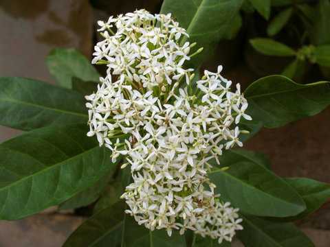 Chinese Ixora (Ixora chinensis)     There are about 400 species of Ixora of which the majority are endemic in India, China and Malaysia.