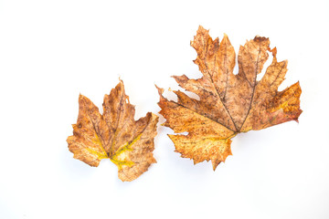 Naklejka na ściany i meble Dry leaf isolate on white background, autumn and winter symbol, grape leaves