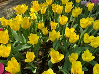 yellow and tulips