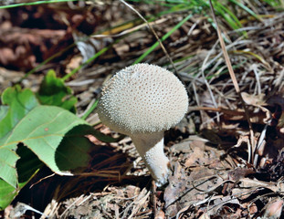 Edible mushroom puff-ball (Lycoperdon perlatum) 6
