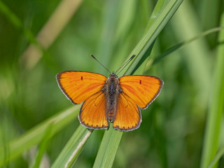 Fototapeta na wymiar The large copper (Lycaena dispar) is a butterfly of the family Lycaenidae.
