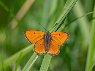 The large copper (Lycaena dispar) is a butterfly of the family Lycaenidae.