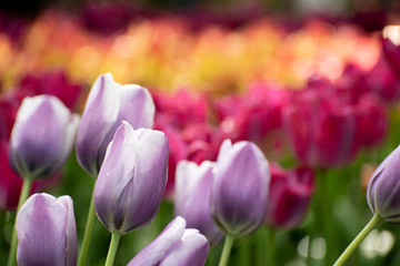 Colorful tulips in Keukenhof, Netherlands.