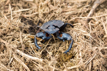 Close up of a dung beetle digging in elephant dung