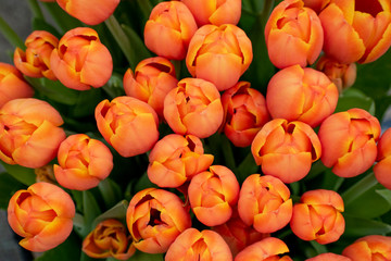 Orange tulips in Keukenhof, Netherlands.