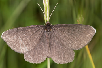 The Chimney sweeper (Odezia atrata) is a moth of the family Geometridae. Chimney Sweeper moth (Odezia atrata).