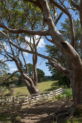 Te Paki. Highway 1. Near Cape Reinga Forest. Northland New Zealand. Gate. Farmland.