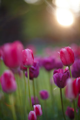 many purple tulips on the field under the sun