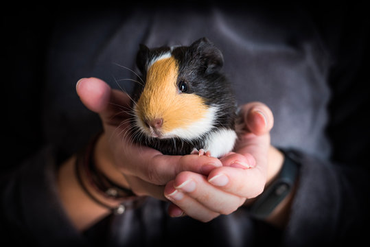 Beb&eacute; cobaya