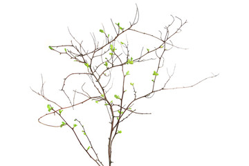 Spring branch with first leaves isolated on white background. Spring twigs with first small leaves of decorative garden bush..
