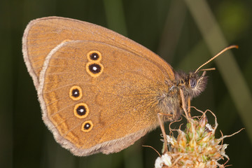 The ringlet (Aphantopus hyperantus) is a butterfly in the family Nymphalidae. Aphantopus hyperantus butterfly (ringler) resting on a flower. 