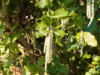 (Garrya elliptica) Coast silk-tassel with inflorescences in cascade of silver or grey-green pendant catkins or aments