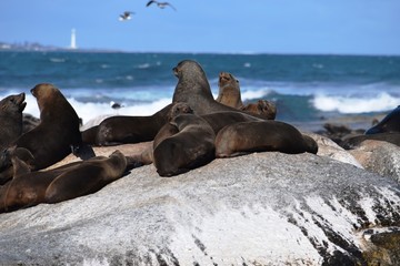 Group of sea lions on the rocks of Duiker Island