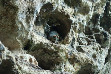 Native Australian Possums in holes and burrows in the side of a cave in Mount Gambier, South...