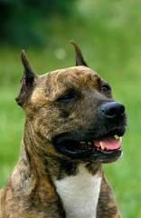 STAFFORDSHIRE TERRIER AMERICAIN