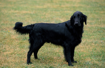 FLAT COATED RETRIEVER