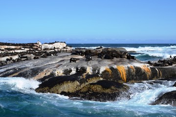 Group of sea lions on the rocks of Duiker Island