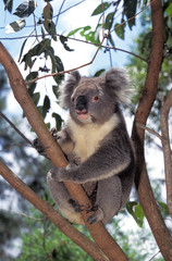 KOALA phascolarctos cinereus