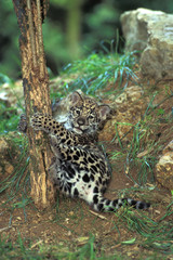 JAGUAR panthera onca