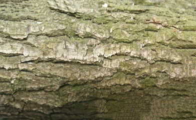  texture of the bark of oak with green moss. Panoramic photo of the oak texture.