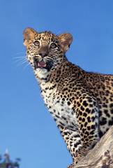PANTHERE LEOPARD panthera pardus