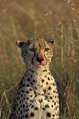 GUEPARD acinonyx jubatus