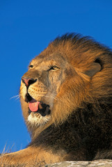 LION D'AFRIQUE panthera leo