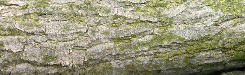  texture of the bark of oak with green moss. Panoramic photo of the oak texture.