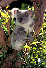 Fototapeta premium KOALA phascolarctos cinereus