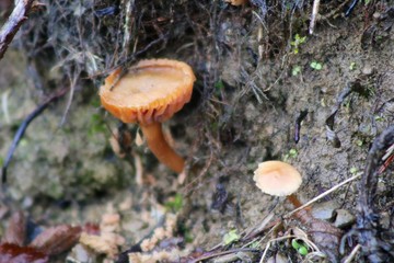 mushroom in forest