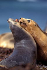 Fototapeta premium LION DE MER AUSTRALIEN neophoca cinerea