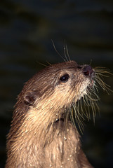 LOUTRE CENDREE aonyx cinerea