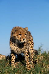 GUEPARD acinonyx jubatus