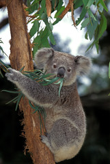 KOALA phascolarctos cinereus © slowmotiongli