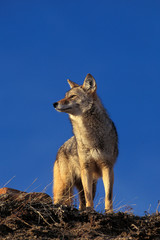 COYOTE canis latrans
