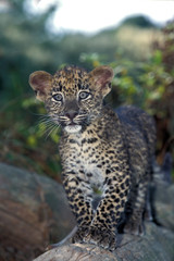 PANTHERE LEOPARD panthera pardus